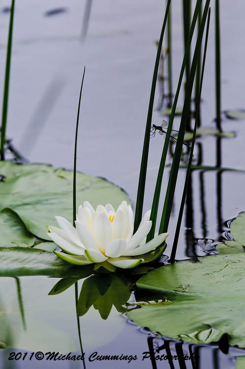 waterlily picture