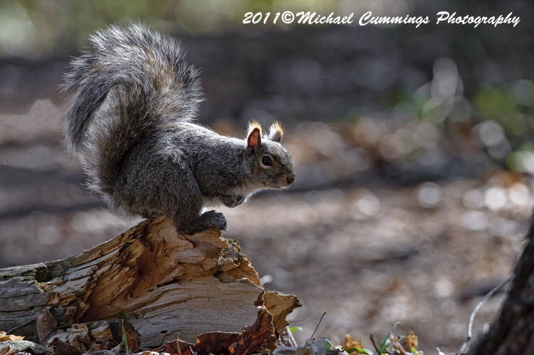 graysquirrel
