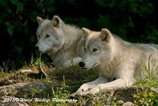 Arctic Wolf Picture