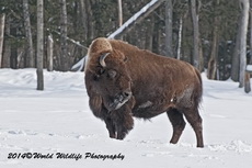 Bison pictures