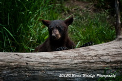 Black Bear Picture
