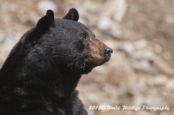 Black Bear Picture