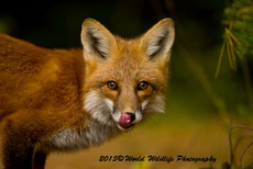 red fox pictures