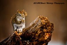 Red Squirrel Picture