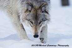 Timber Wolf Picture