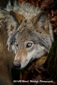 Timber Wolf Picture