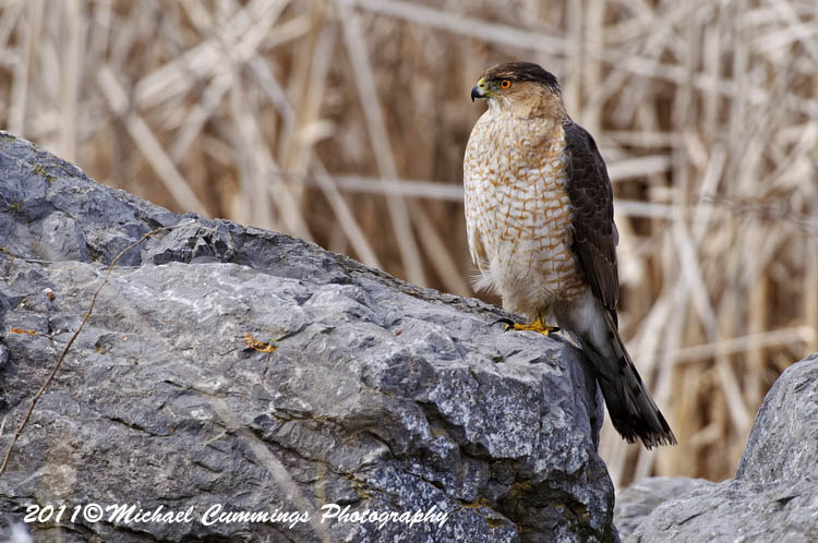 coopers hawk