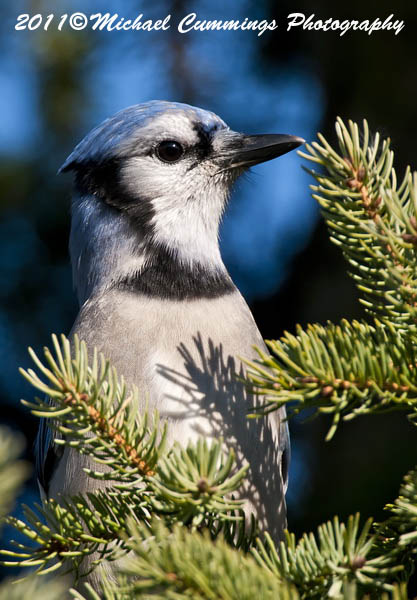 Blue Jay