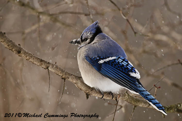 Blue Jay