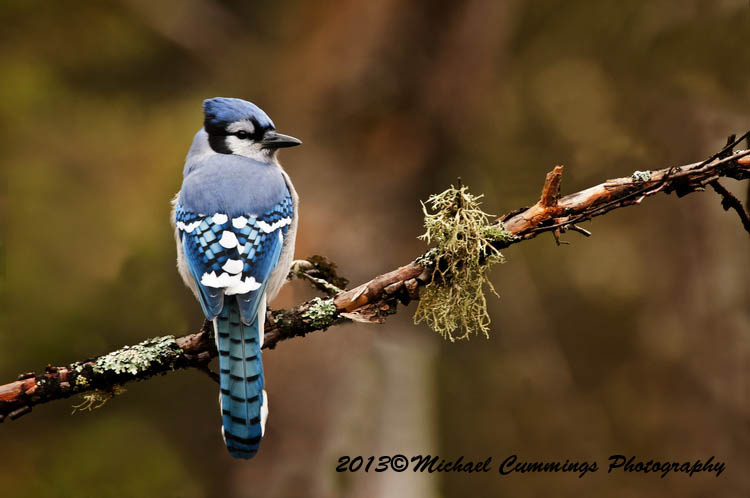 Blue Jay