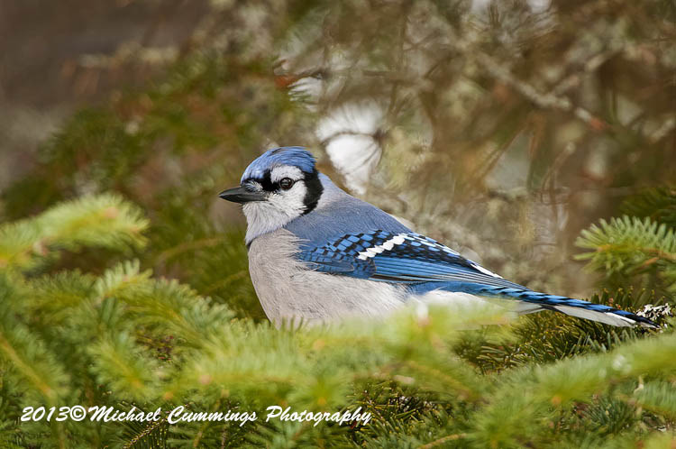 Blue Jay