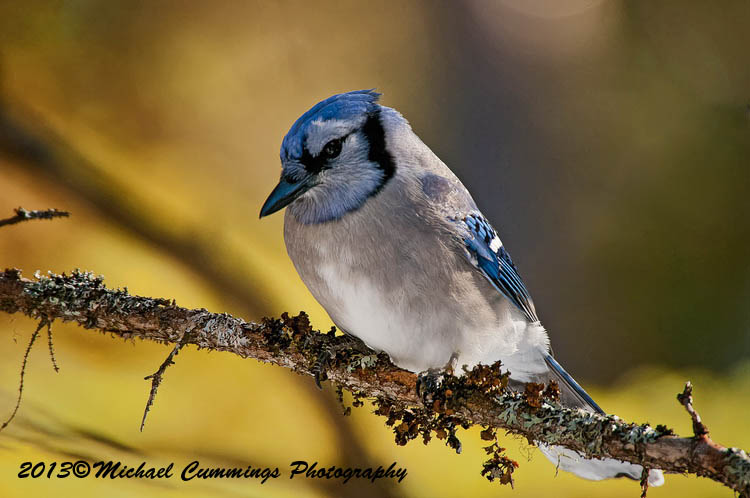 Blue Jay