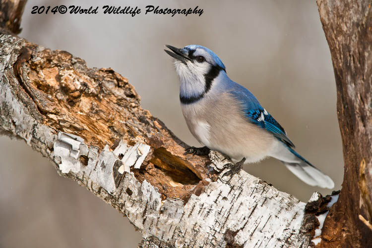Blue Jay
