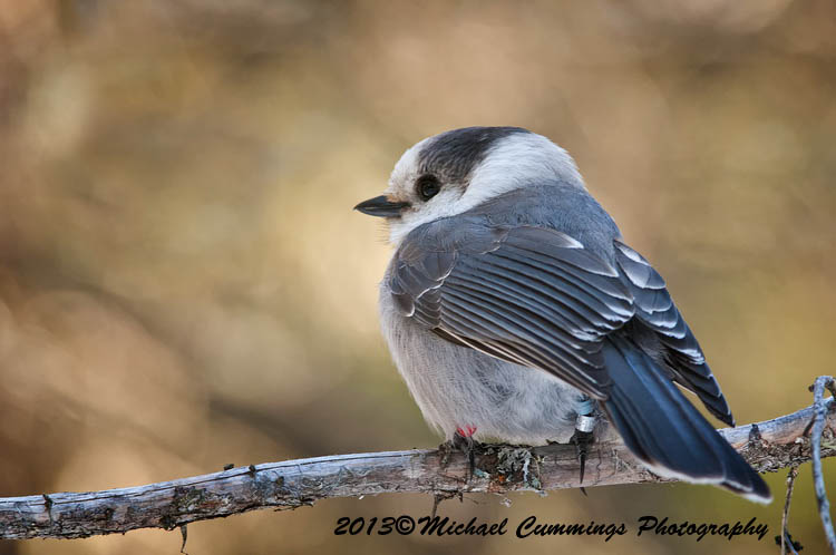 Blue Jay