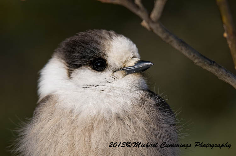 Blue Jay