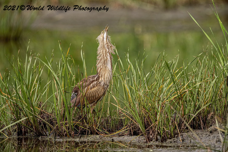 americanbittern