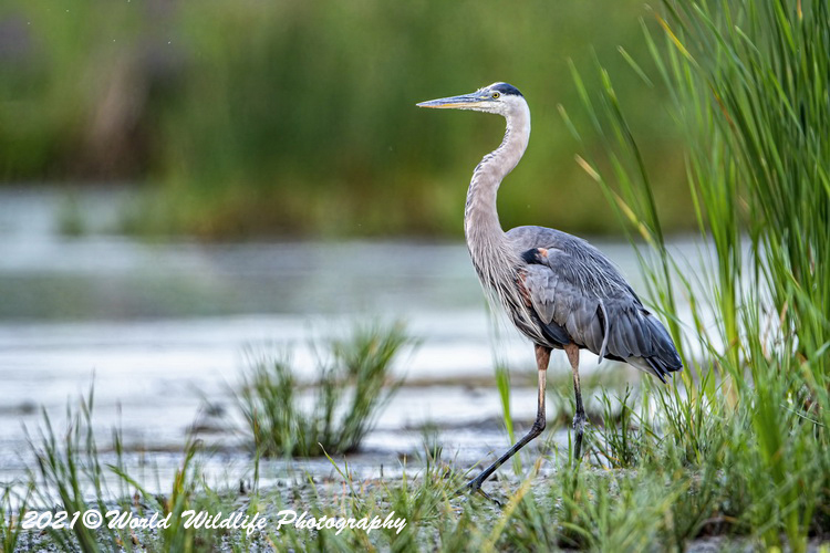 blueheron