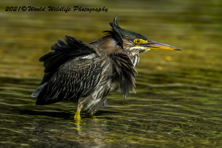 greenheron