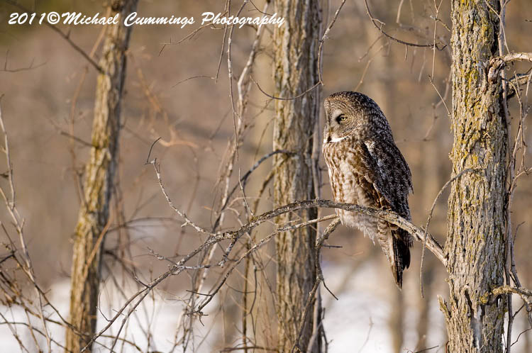 owls