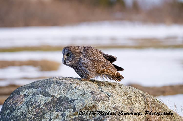 owls
