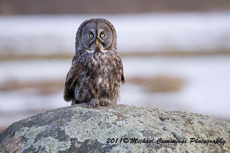 owls