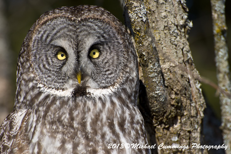 owls