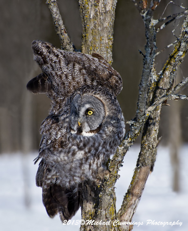 owls