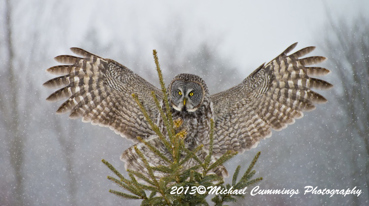 owls