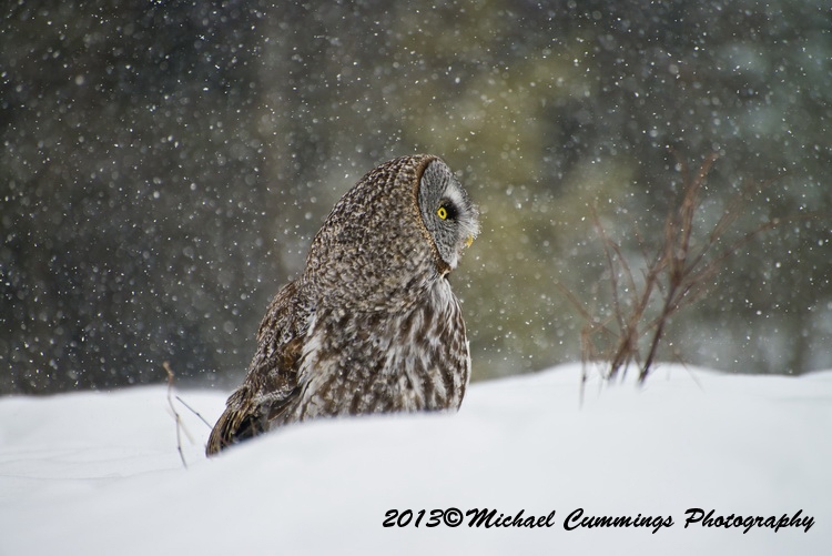 owls