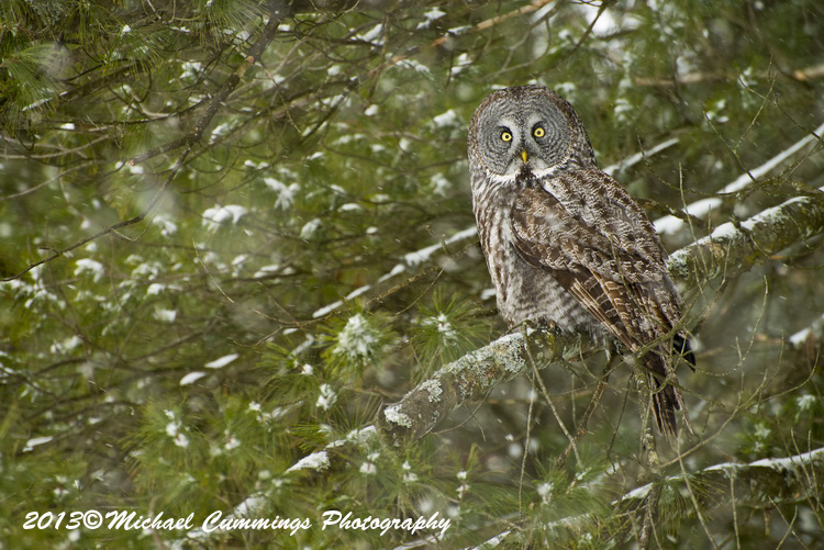 owls