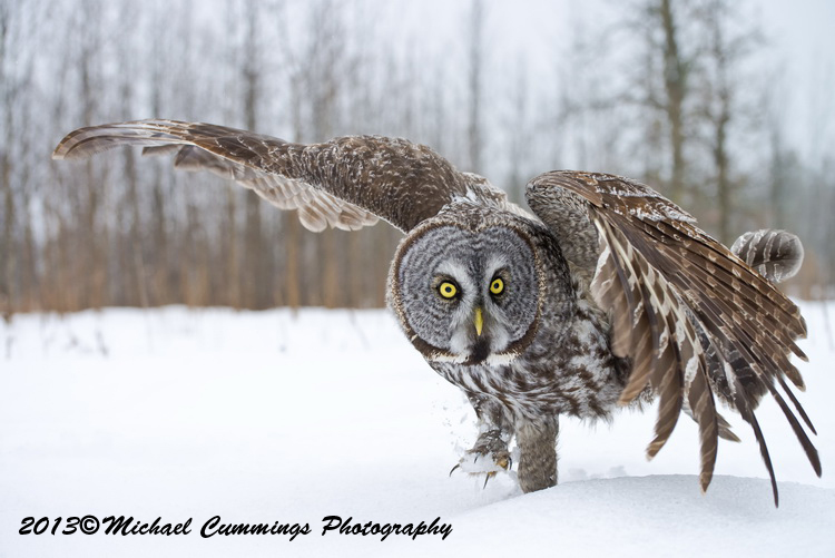 owls