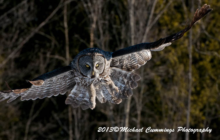owls
