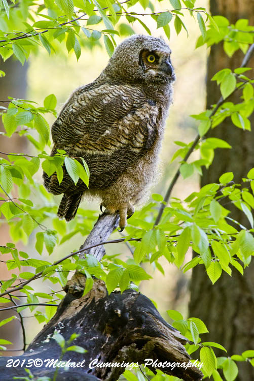 owls