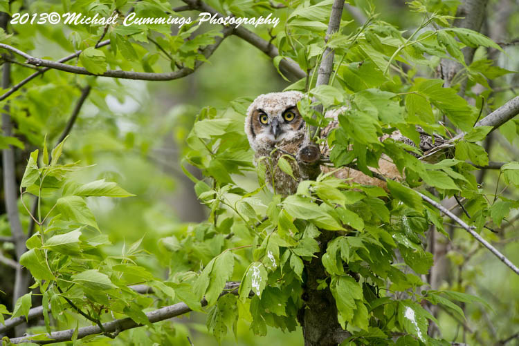 owls