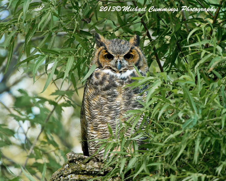 owls
