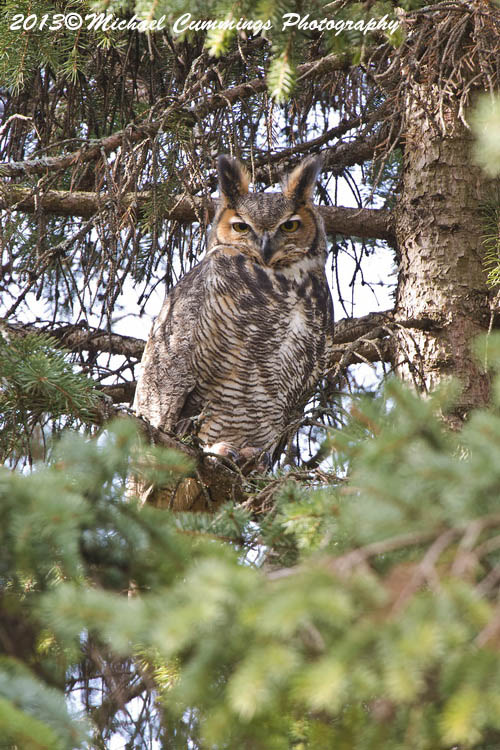 owls