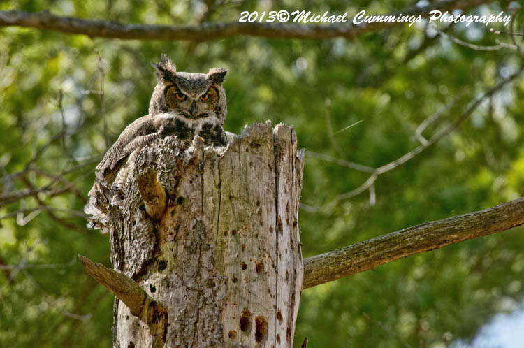 owls