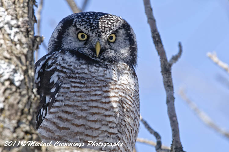 owls
