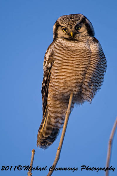 owls