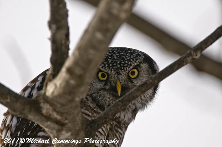 owls