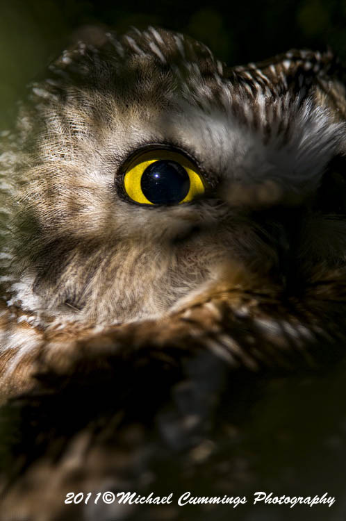 owls