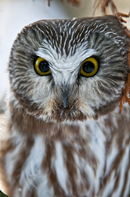 owls