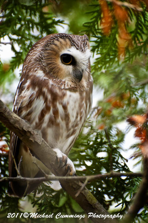 owls
