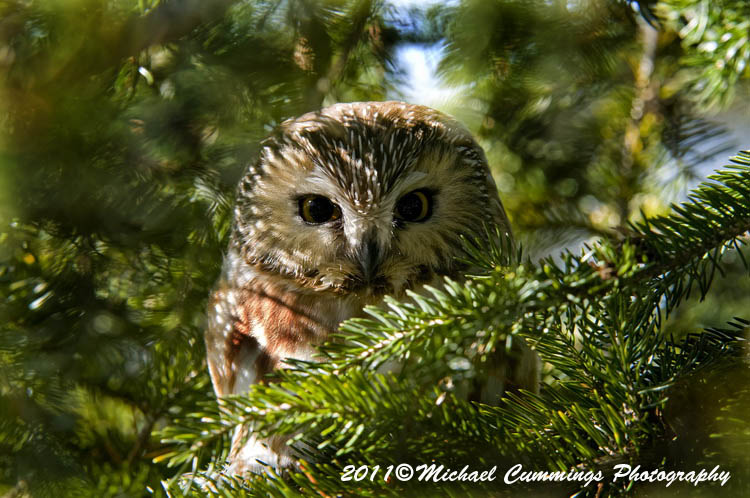 owls