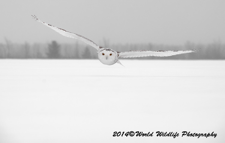 owls