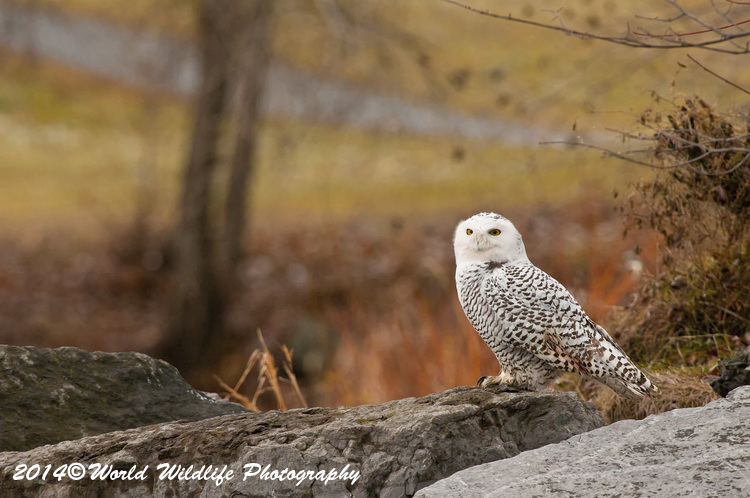 owls