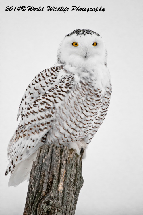owls
