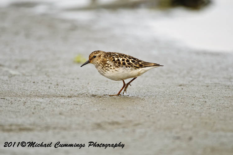 Shore Birds