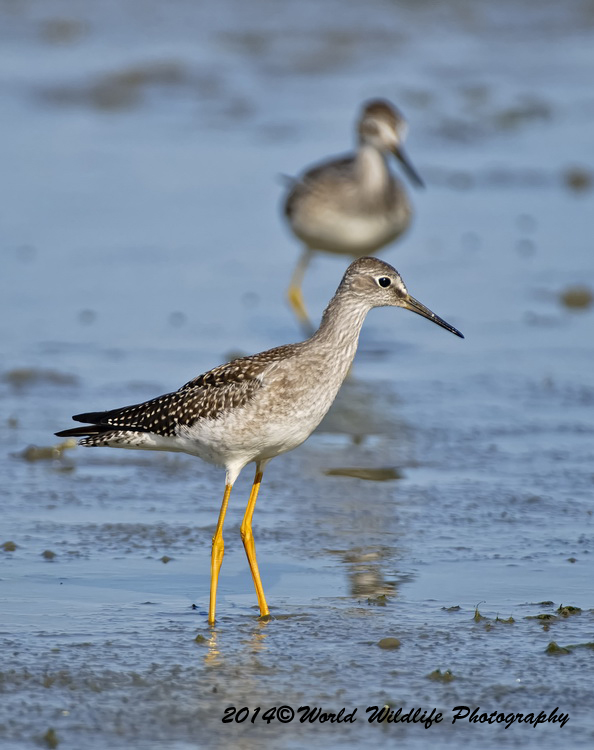 Shore Birds