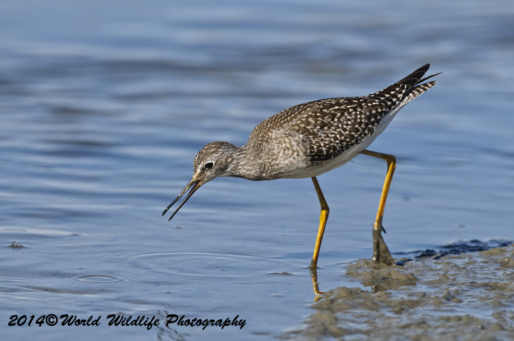 Shore Birds